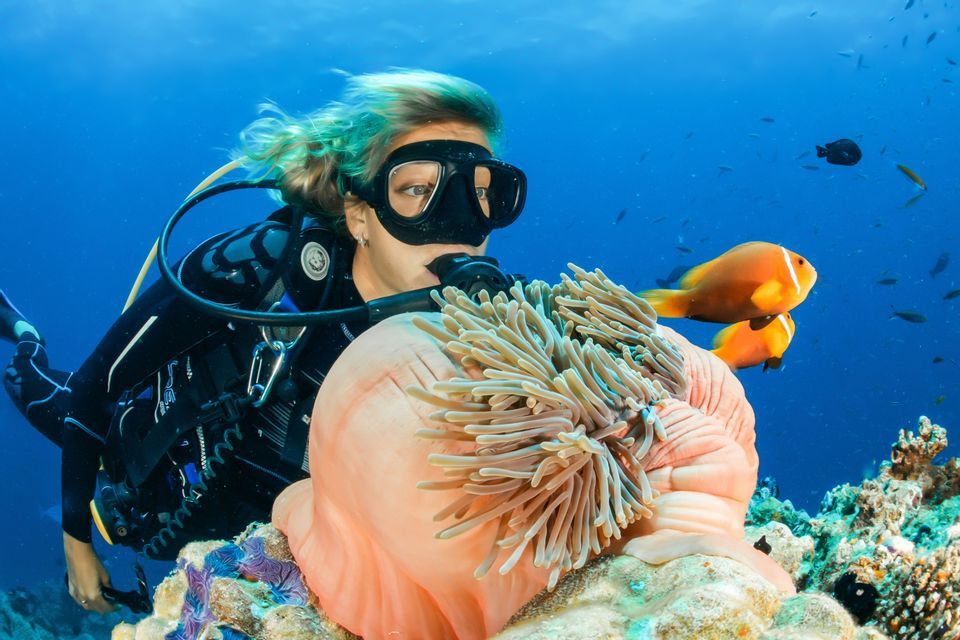 Un plongeur en équipement complet observe deux poissons-clowns oranges nageant à côté d'une grande anémone de mer sur un récif corallien.