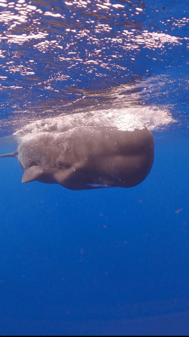 Un gran cachalote nada horizontalmente justo debajo de la superficie del agua en el profundo océano azul.