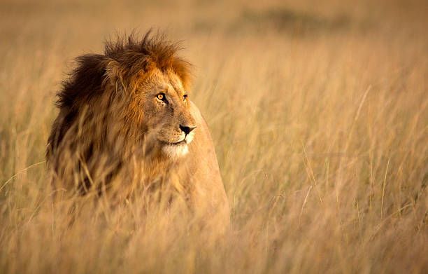 Un leone maschio con una folta criniera siede tra l'erba alta e dorata, guardando verso destra.