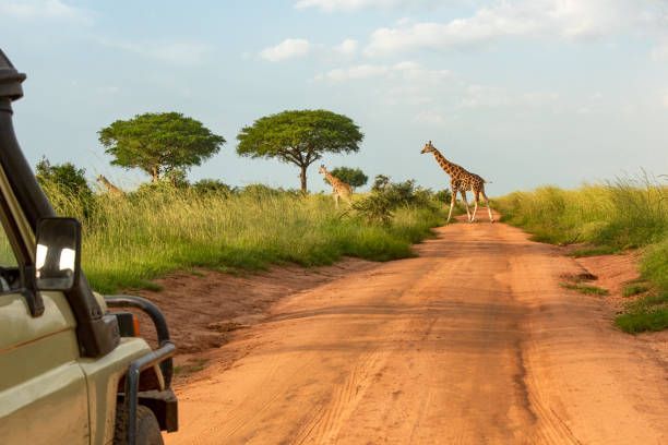 Una giraffa cammina lungo una strada sterrata in una savana erbosa con altre giraffe e alberi sullo sfondo, vista da una jeep da safari.