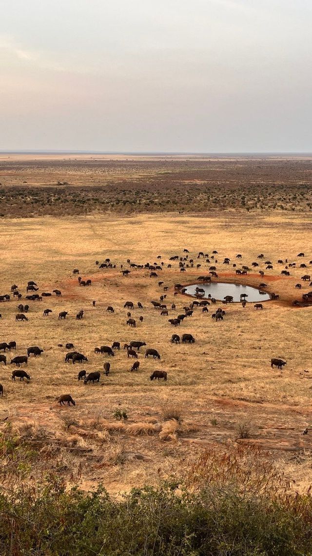 Una vista aerea di una grande mandria di bufali che si radunano e bevono presso una pozza d'acqua in una vasta savana arida.