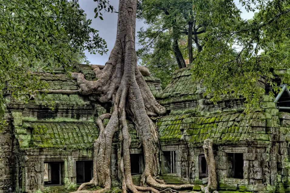 A large tree with thick, sprawling roots grows over an ancient stone temple ruin covered in green moss, surrounded by jungle foliage.