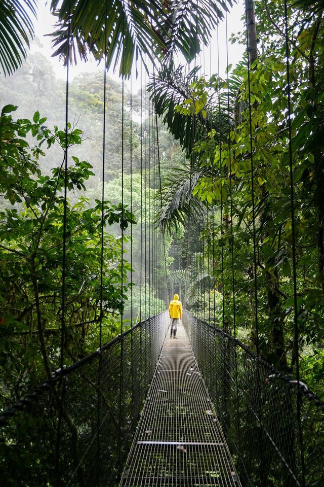 Una persona in impermeabile giallo attraversa un lungo ponte sospeso circondato dalla fitta vegetazione verde di una foresta pluviale.