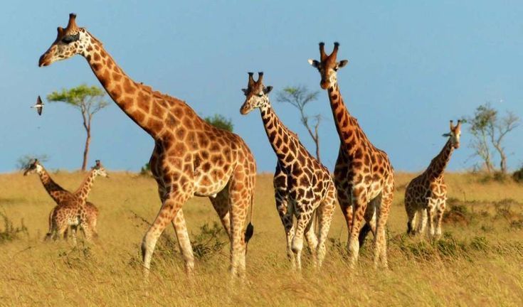 Un branco di giraffe che cammina attraverso l'erba alta e secca in una savana sotto un cielo azzurro e limpido.