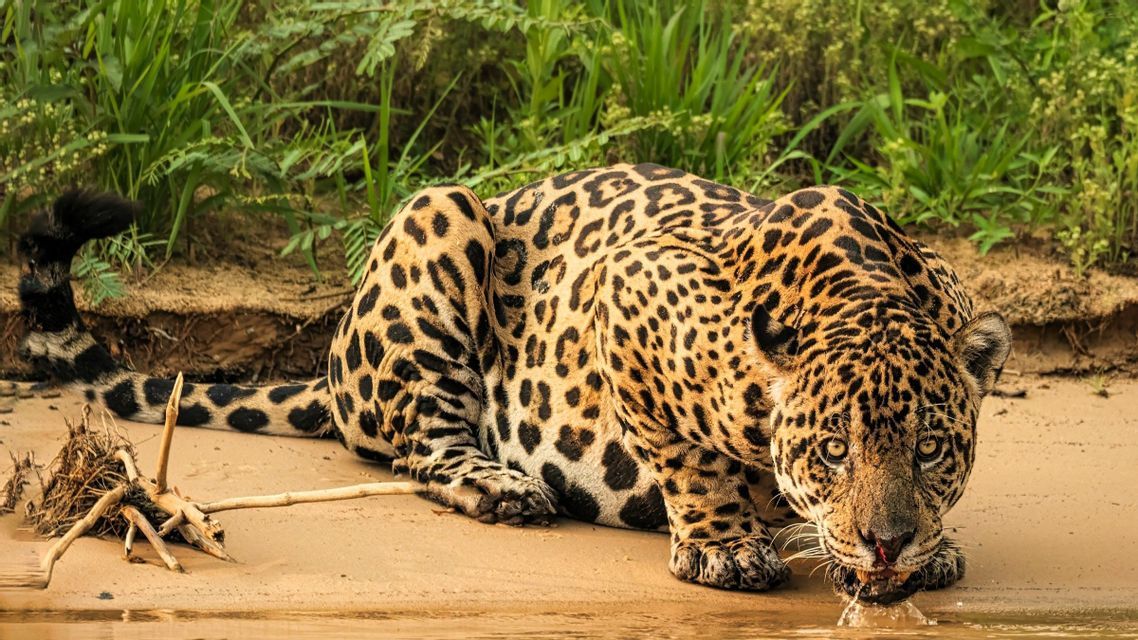 Ein Jaguar hockt an einem sandigen Flussufer, trinkt Wasser und blickt mit üppigem Grün im Hintergrund in die Kamera.