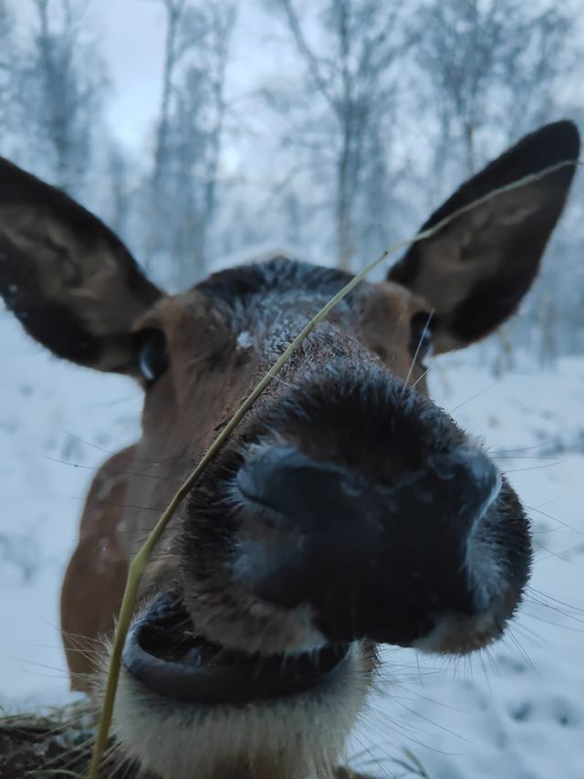 Un primo piano ravvicinato del muso di un alce in una foresta innevata, con una leggera spolverata di neve sul suo pelo.
