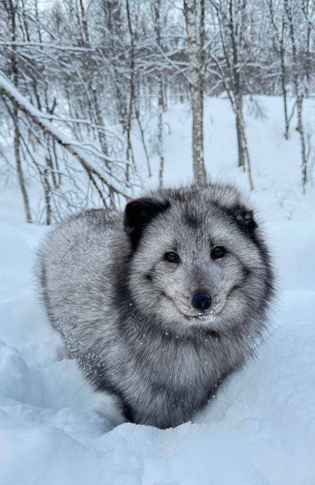 Ein flauschiger, grau-schwarzer Polarfuchs steht im Tiefschnee und blickt in die Kamera, mit Winterwald im Hintergrund.