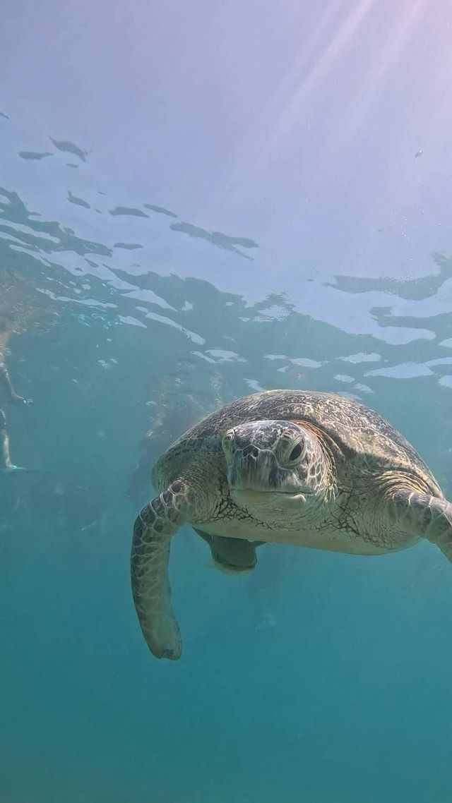 Una ripresa subacquea di una grande tartaruga marina che nuota verso la telecamera, con persone di un viaggio di gruppo WeRoad visibili sullo sfondo.