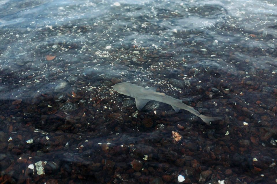 Un piccolo squalo grigio nuota in acque limpide e poco profonde sopra un fondale marino scuro e ciottoloso.