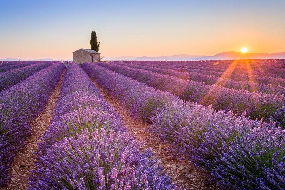 Rows of purple lavender in a field with a stone house and a single tree as the sun sets over distant mountains.