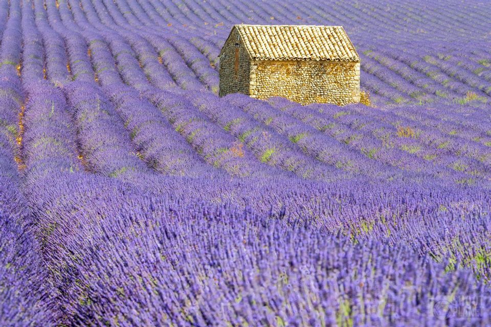 A stone hut with a tiled roof sits in a large field of purple lavender arranged in rolling rows.