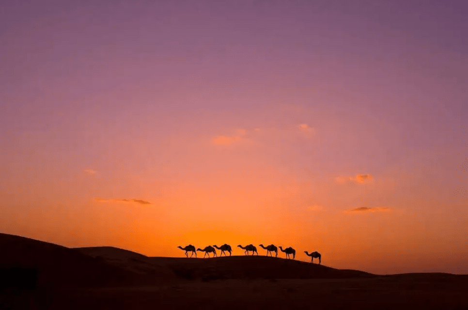 A silhouette of a camel caravan walking in a line across a sand dune against an orange and purple sunset sky.