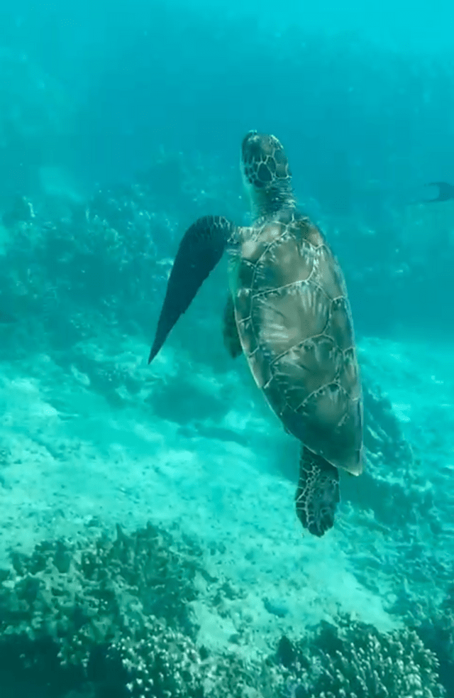 A large sea turtle swims through clear turquoise water over a coral reef, viewed from behind.