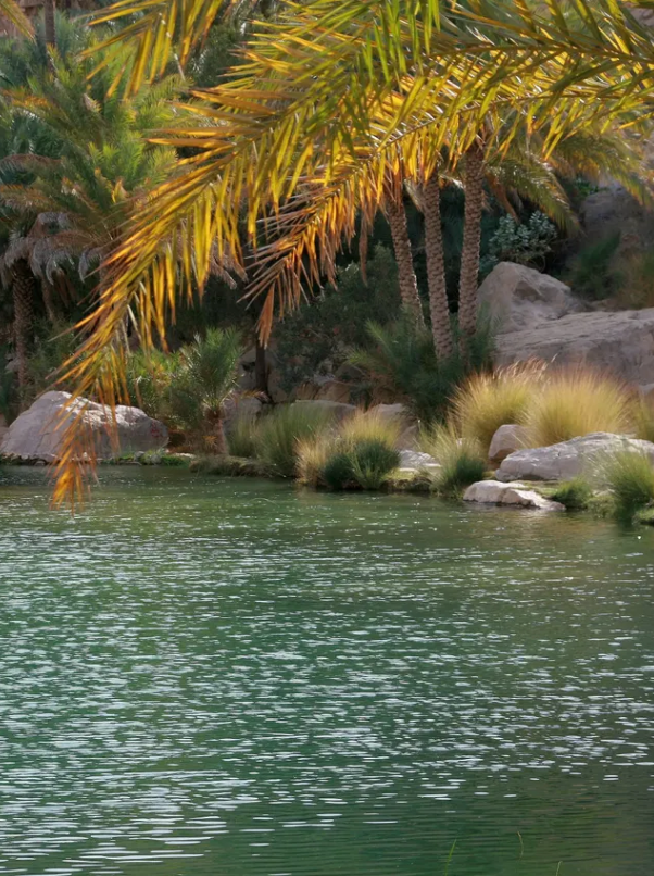 A golden palm frond hangs over a green, rippling body of water, with more palm trees and grasses on the rocky bank.