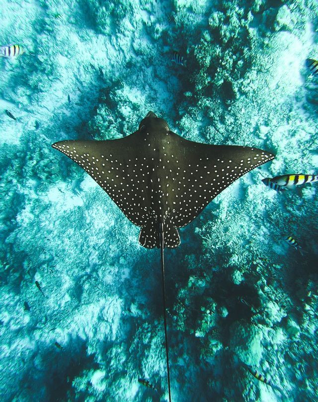 Una razza aquila maculata nuota sopra una barriera corallina in acque limpide e turchesi, vista dall'alto.