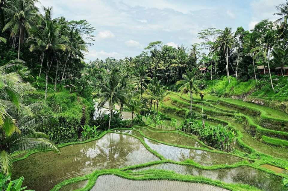 Ampia vista di vibranti risaie verdi a terrazze, piene d'acqua e circondate da lussureggianti palme, sotto un cielo parzialmente nuvoloso.