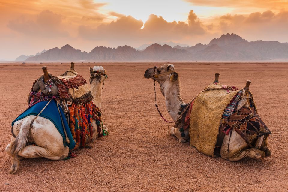 Deux chameaux aux selles colorées sur le sable rouge du désert devant une chaîne de montagnes au coucher du soleil.