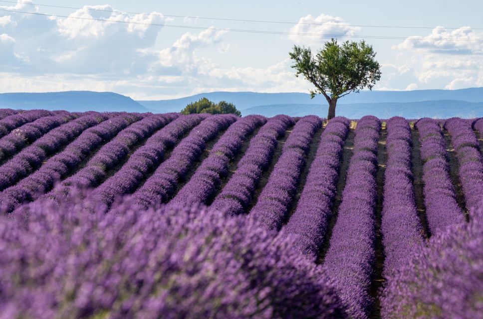 Rolling rows of purple lavender in a field with a lone tree and distant mountains under a partly cloudy sky.
