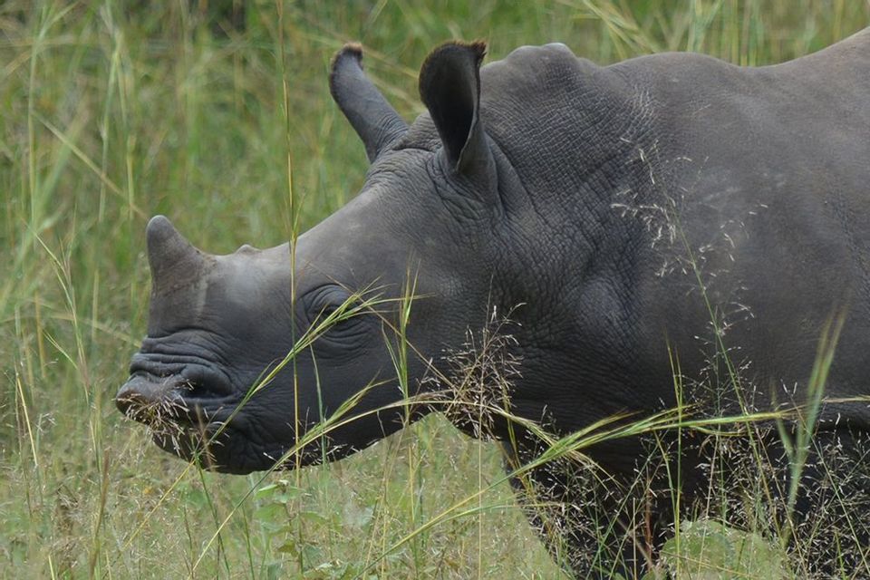 Un profilo ravvicinato di un rinoceronte nero in un campo di erba alta e verde.