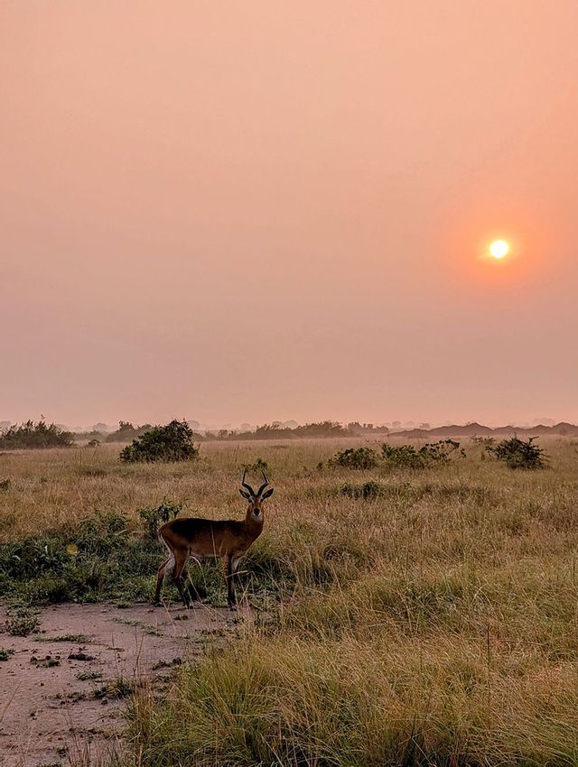 Un antílope con cuernos se destaca en una sabana herbosa al atardecer, con el sol brillando a través de un cielo rosado y brumoso.