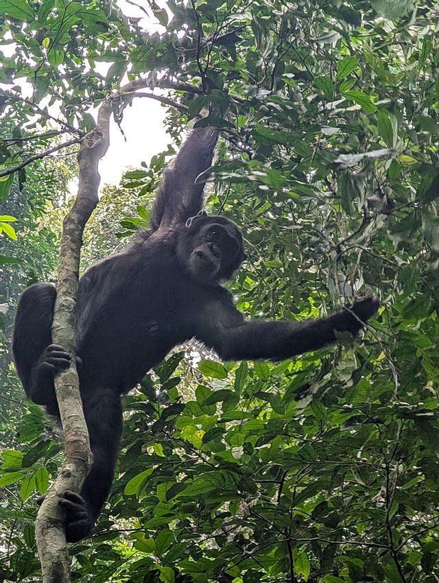 Uno scimpanzé nero pende da un ramo d'albero in una fitta giungla verde, guardando verso la telecamera.