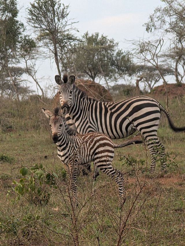 Una zebra adulta e il suo puledro stanno insieme in un campo erboso con alberi radi, entrambi guardano verso la fotocamera.