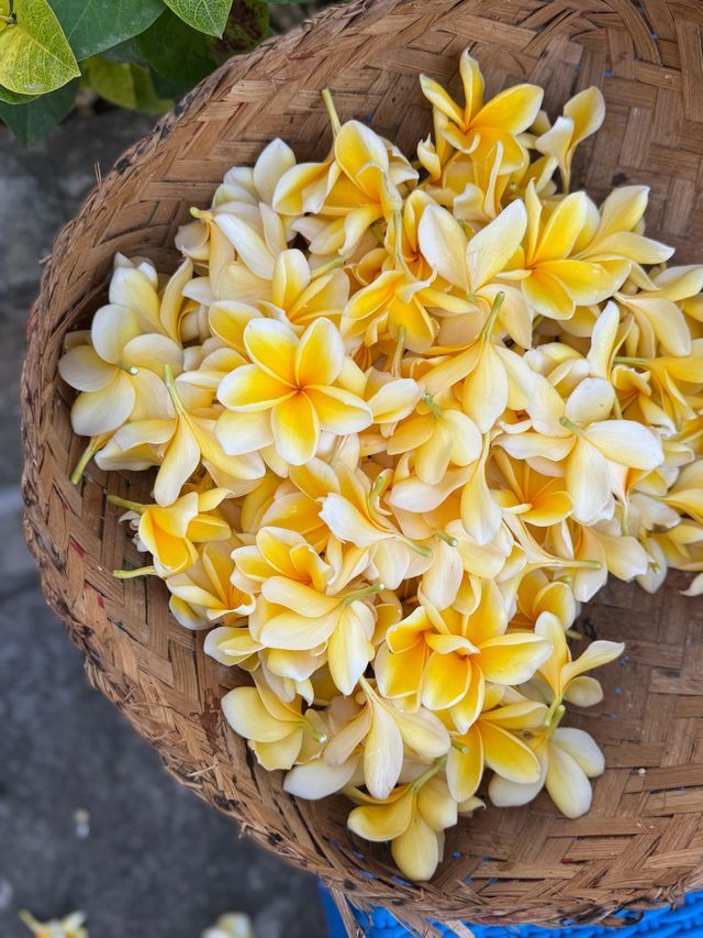Una vista dall'alto di un cesto intrecciato pieno di fiori di plumeria gialli e bianchi.