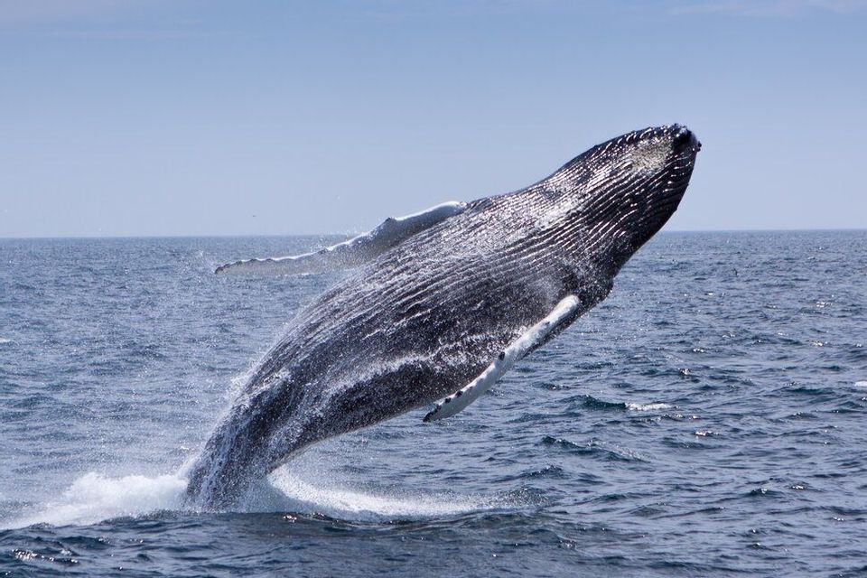 Una grande balena megattera salta fuori dall'oceano, schizzando acqua contro un cielo azzurro e limpido.