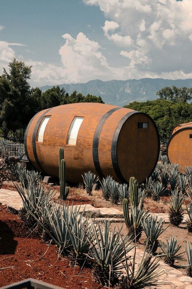 Un grande edificio in legno a forma di botte si trova in un campo di piante di agave e cactus, con montagne che si ergono sullo sfondo sotto un cielo nuvoloso.