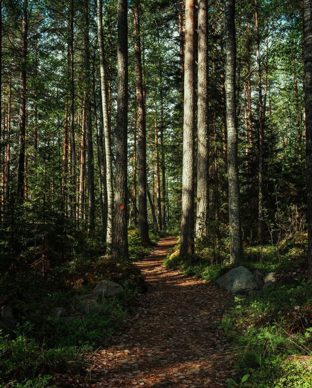 Ein schmaler, mit Blättern bedeckter Wanderweg schlängelt sich durch einen dichten Wald aus hohen Kiefern.