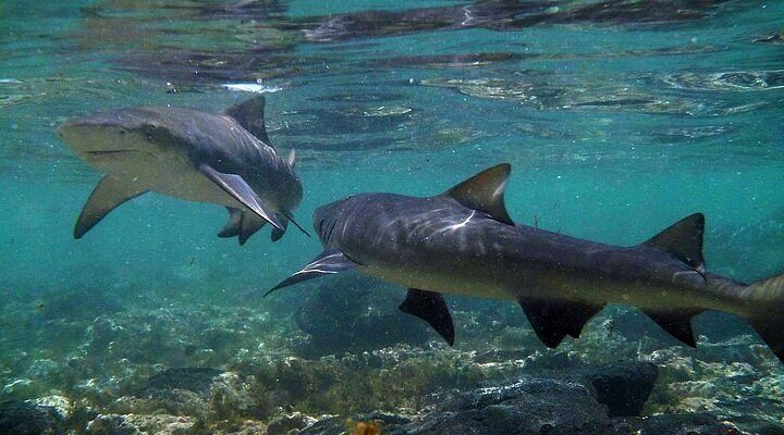 Due squali che nuotano appena sotto la superficie in acqua cristallina color turchese sopra un fondale roccioso.