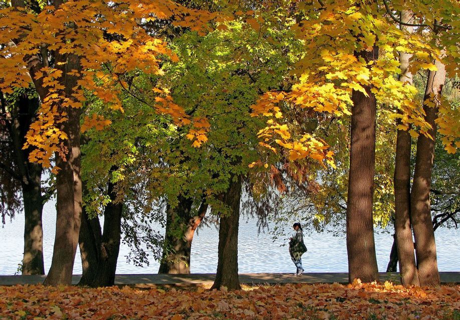 Una persona camina por un sendero junto al lago, bajo árboles con hojas doradas de otoño y el suelo cubierto de hojas caídas.