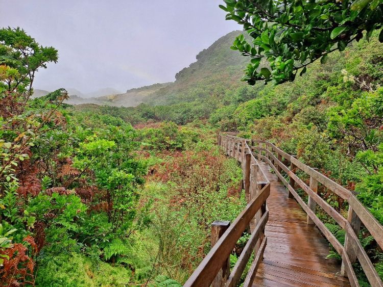Una passerella di legno bagnata si snoda attraverso una lussureggiante foresta di fogliame verde e rosso, con colline nebbiose sotto un cielo coperto.