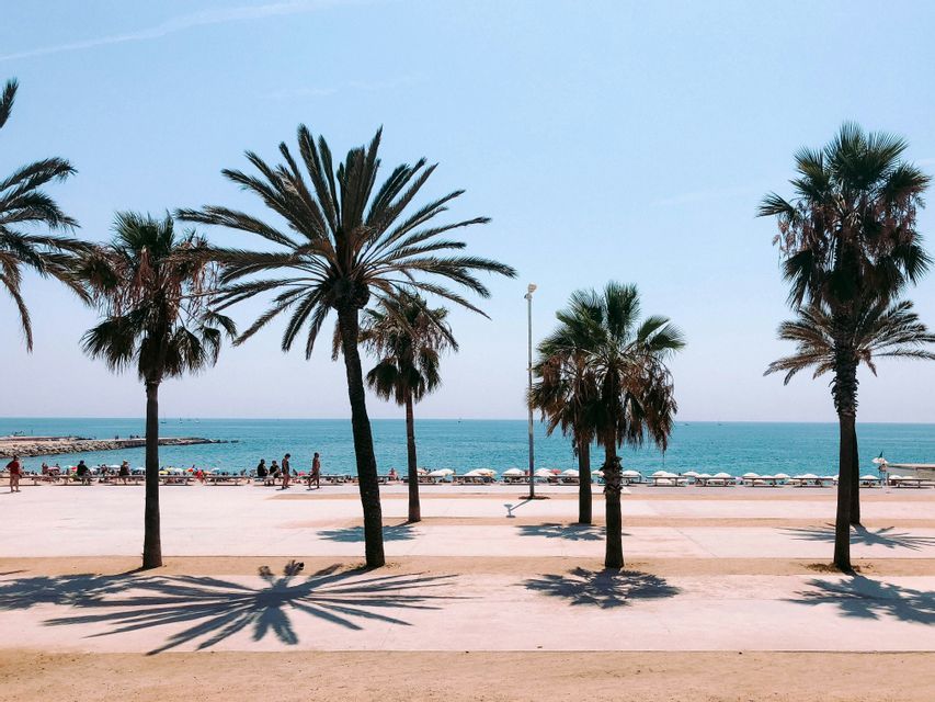 Several palm trees cast shadows on a wide promenade next to a sandy beach with a calm blue sea under a clear sky.
