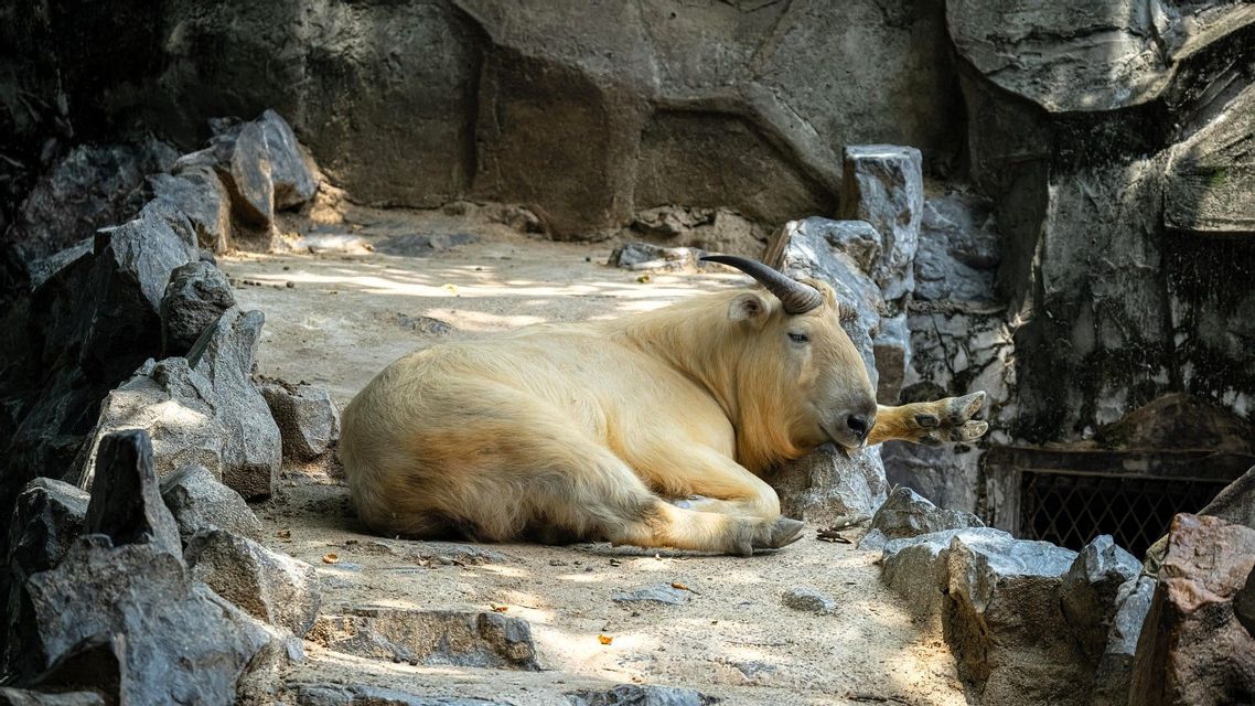Ein Goldtakin mit blondem Fell und dunklen Hörnern ruht auf dem Boden in einem felsigen, schattigen Gehege.