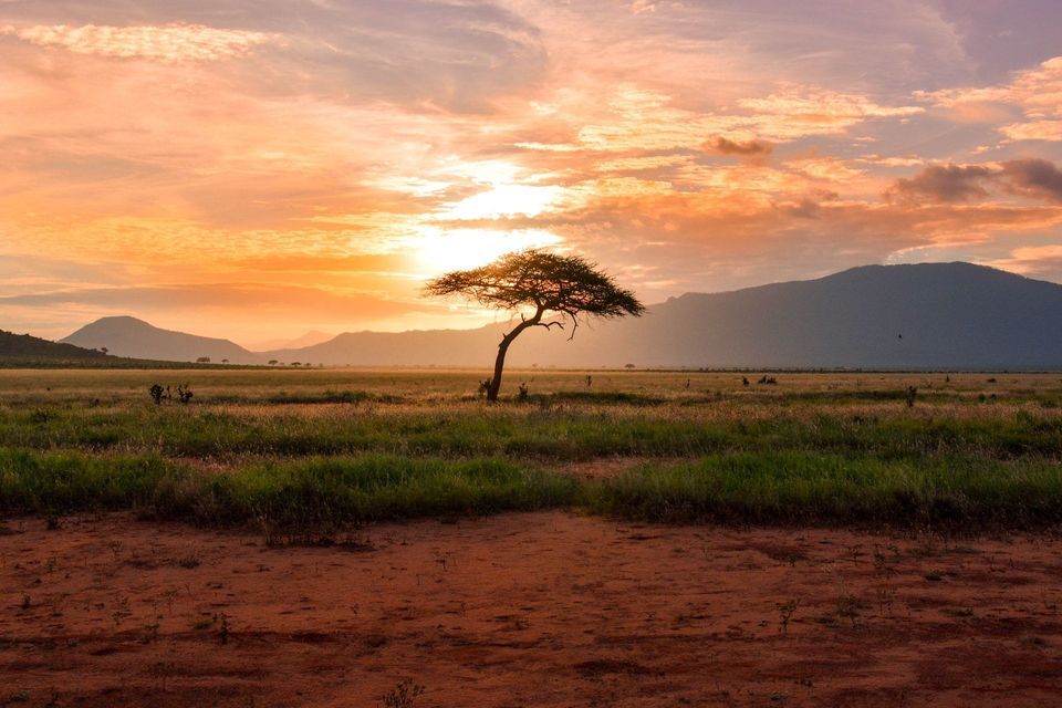 Un albero di acacia solitario si staglia contro un tramonto colorato in una vasta savana con montagne sullo sfondo.