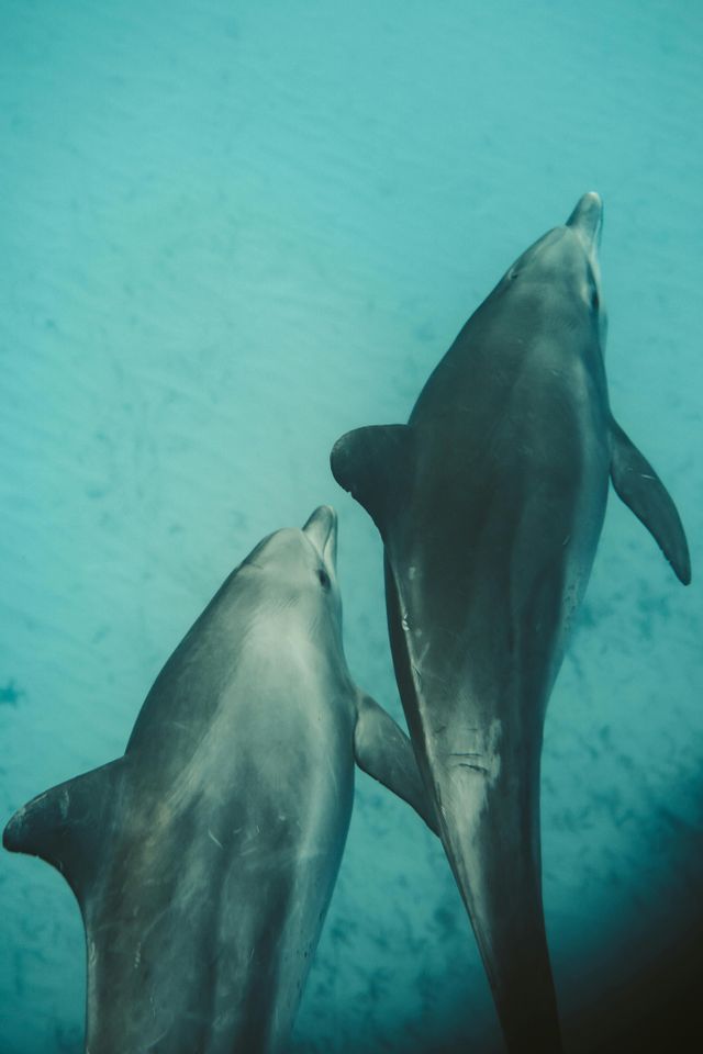 Due delfini che nuotano affiancati in acque turchesi e cristalline, visti dall'alto.