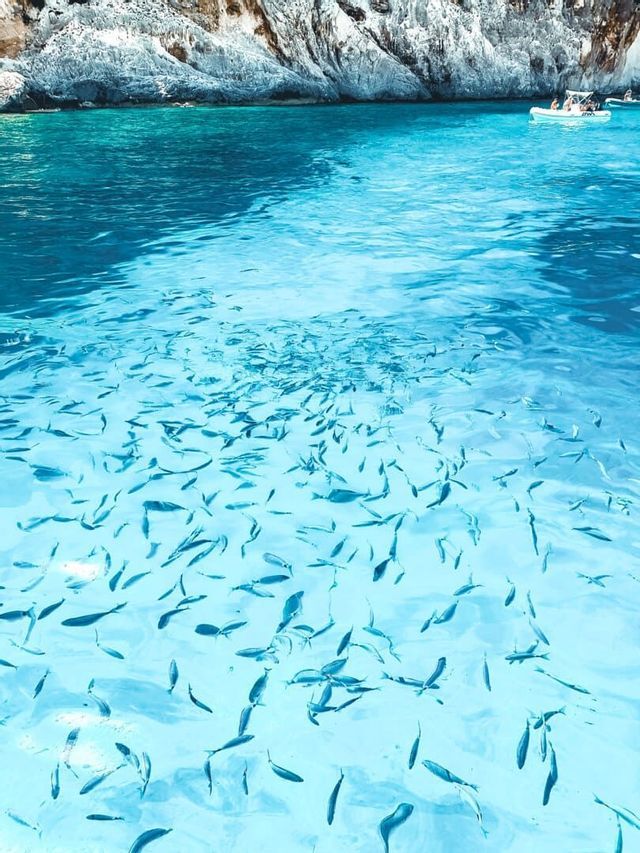 Un gran banco de peces nadando en aguas turquesas y cristalinas junto a un acantilado rocoso blanco.