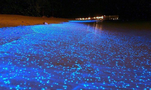 Des milliers d'organismes bioluminescents brillant d'un bleu vif dans les eaux peu profondes d'une plage de sable la nuit.
