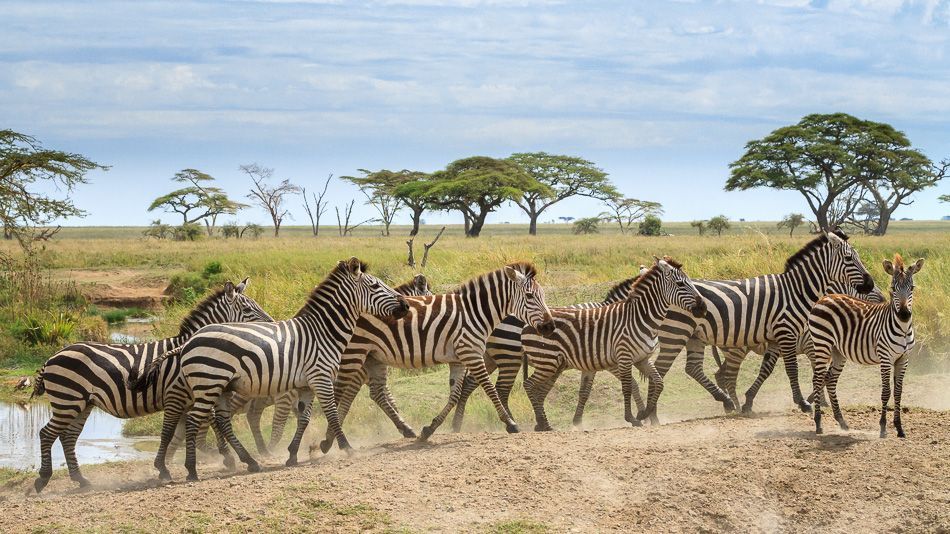 Una mandria di zebre cammina in fila su un sentiero polveroso nella savana, con alberi di acacia sullo sfondo.