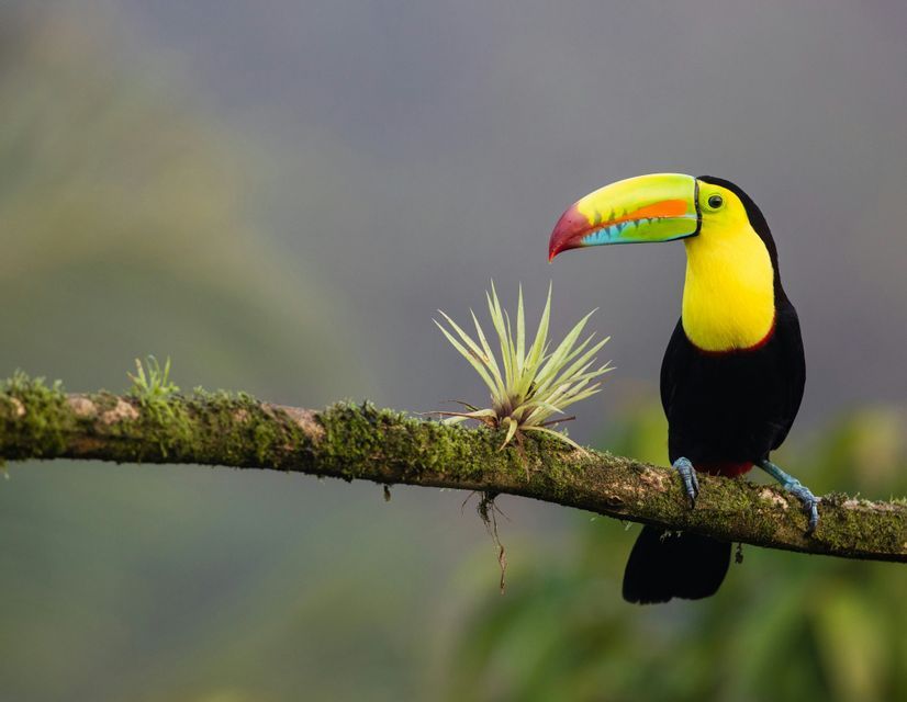 Un tucano colorato con un petto giallo e un becco multicolore si posa su un ramo muschioso.