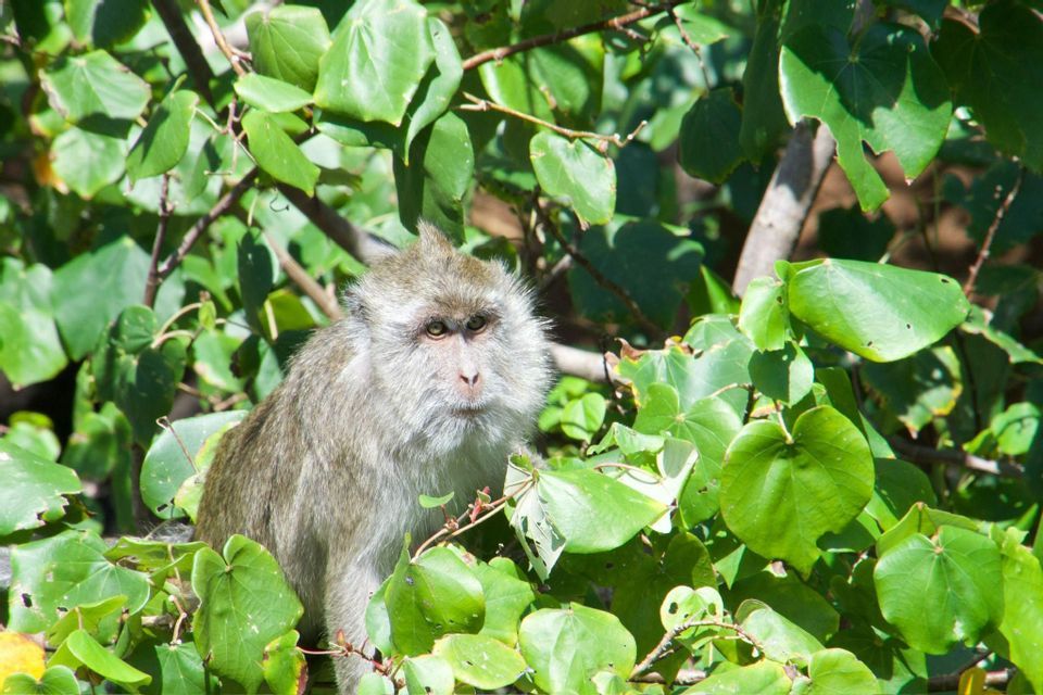 Un singe gris aux yeux noisette regarde derrière un buisson aux grandes feuilles vertes.