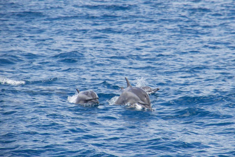 Un banc de dauphins nageant et faisant surface dans les eaux bleues et ondulantes de l'océan.