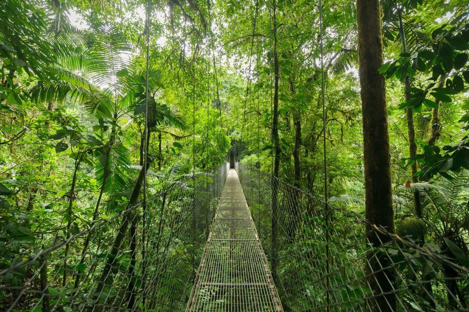 Une longue passerelle métallique avec des garde-corps en filet s'étend dans une voûte de jungle luxuriante et verdoyante.