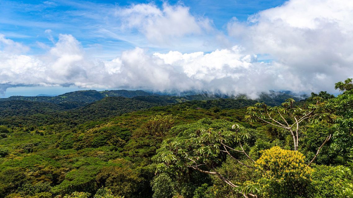 Vue aérienne d'une dense canopée verte s'étendant sur des collines vallonnées sous un ciel bleu avec de grands nuages blancs.