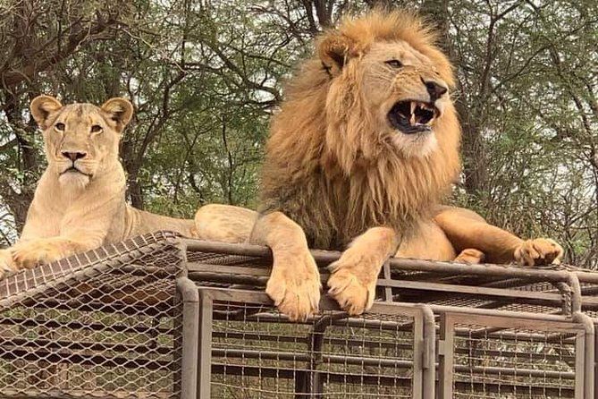 A lioness and a snarling male lion with a thick mane lie on top of a metal cage.