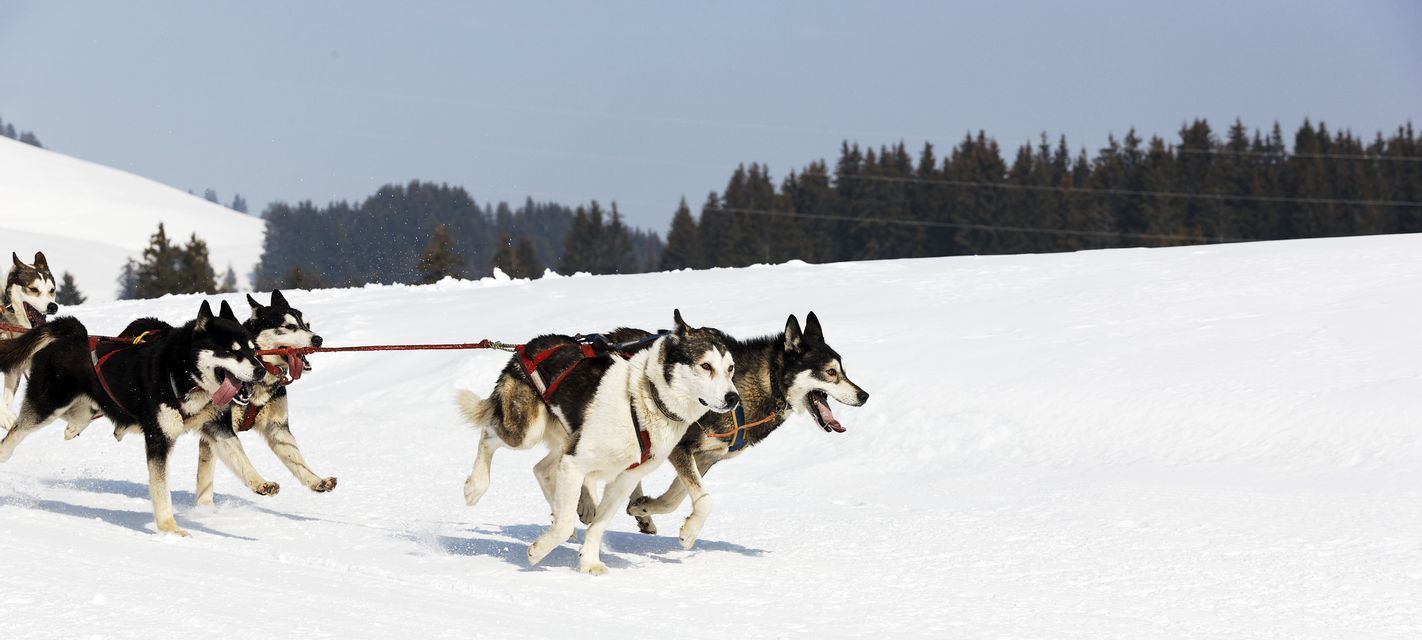 Una squadra di cani husky da slitta bardati corre unita attraverso un paesaggio innevato con una foresta sullo sfondo.