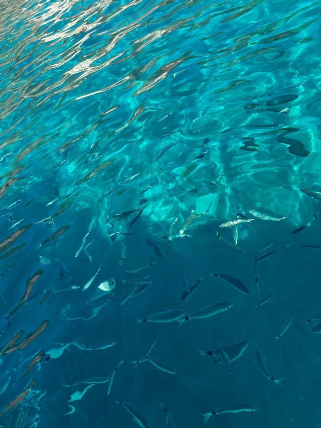 Un banc de petits poissons nageant dans une eau turquoise claire avec la lumière du soleil créant des motifs à la surface.