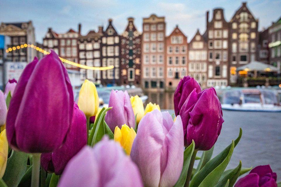 A close-up of purple and yellow tulips with a canal and traditional gabled buildings in the background.