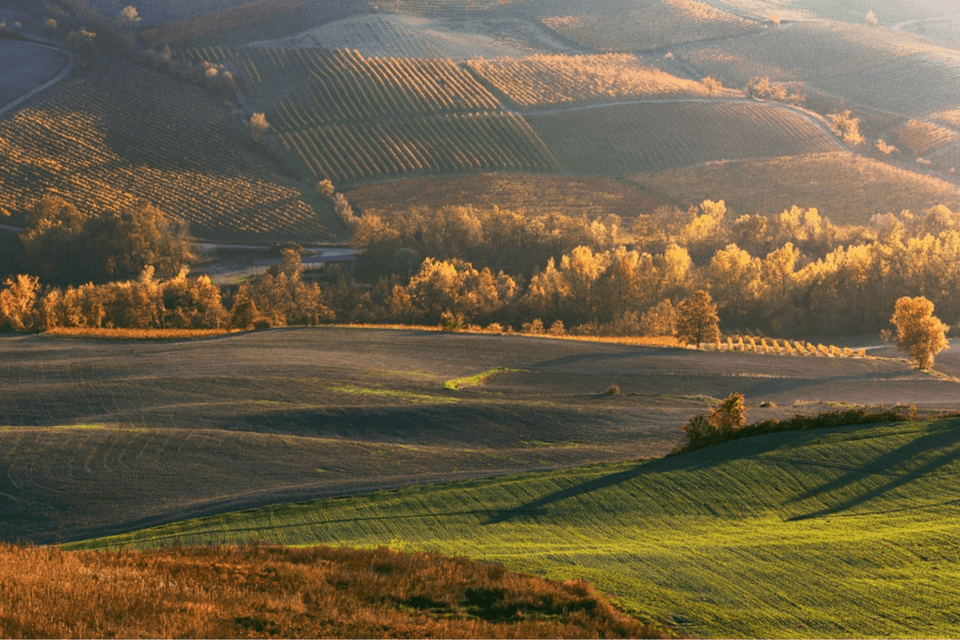 La luce dorata del sole illumina dolci colline ricoperte di vigneti e campi con alberi dai colori autunnali.